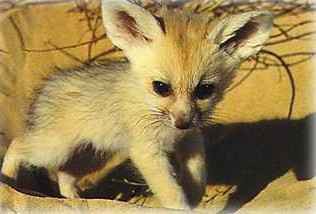een jong fennekje