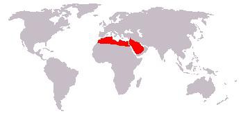 hier leven de fenneks